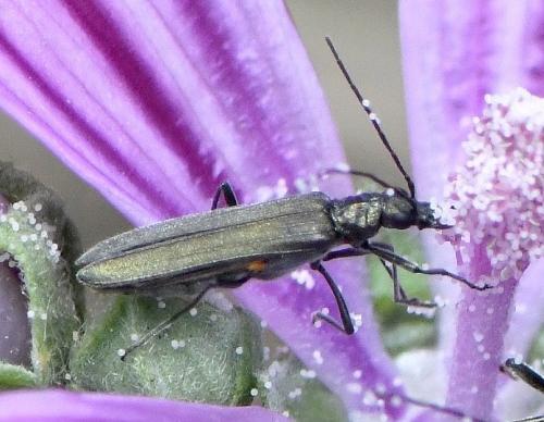 Oedemera sp.